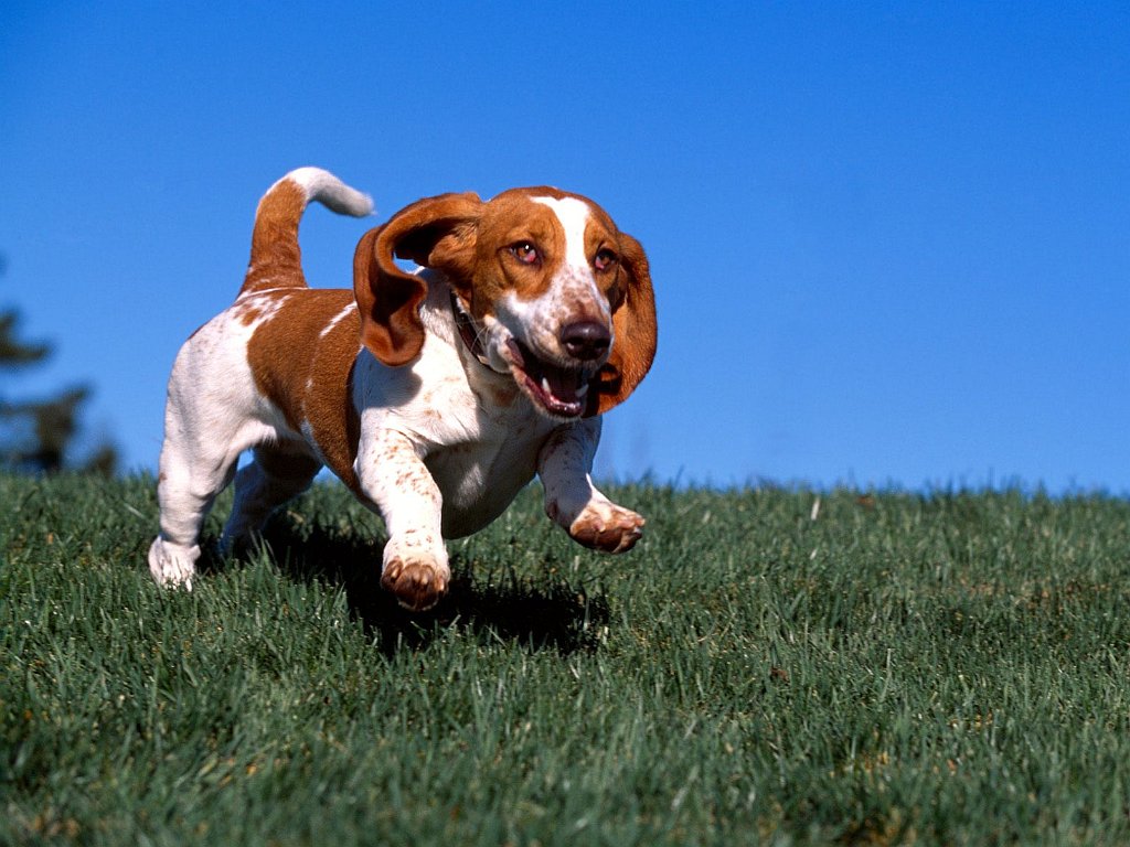 High on Life, Basset Hound